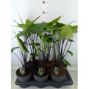 Alocasia zebrina 'Black Zebrina'