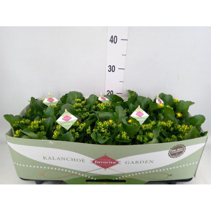 <h4>Kalanchoe blos. 'Favor Solana'</h4>