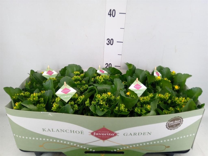 Kalanchoe blos. 'Favor Solana'