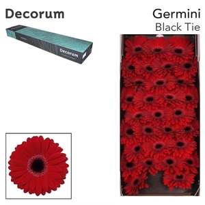 Germini Black Tie Doos