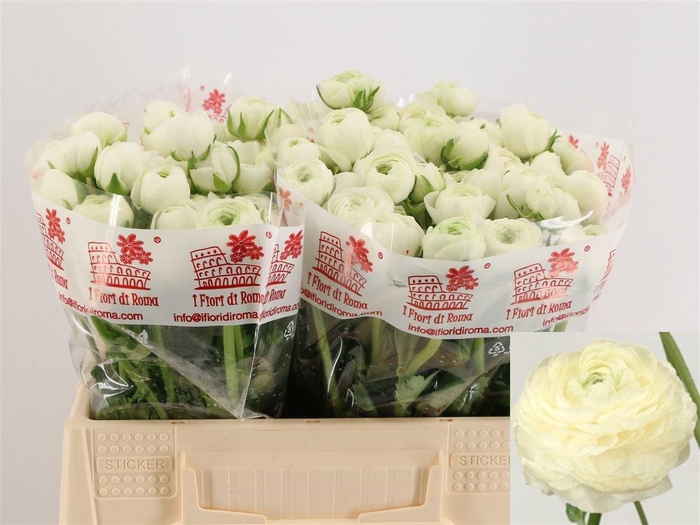 <h4>RAN EL WHITE</h4>