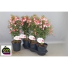 Fuchsia Ov