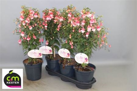 Fuchsia Ov