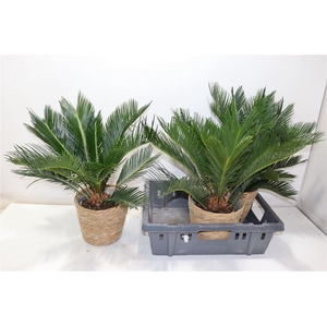 arr8 Cycas Revoluta In Mand