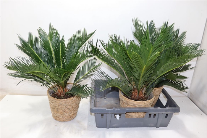 <h4>arr8 Cycas Revoluta In Mand</h4>