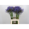 Agapanthus Blue Heaven