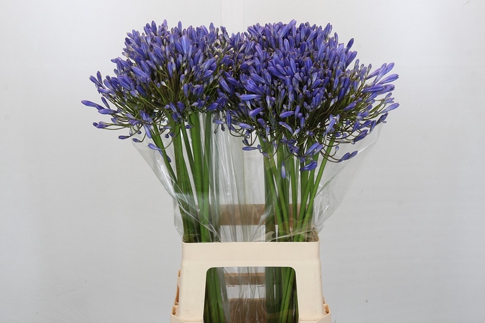 <h4>Agapanthus Blue Heaven</h4>