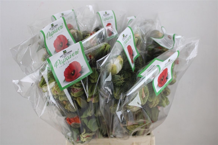 <h4>Papaver Mixed Extra P Stem</h4>