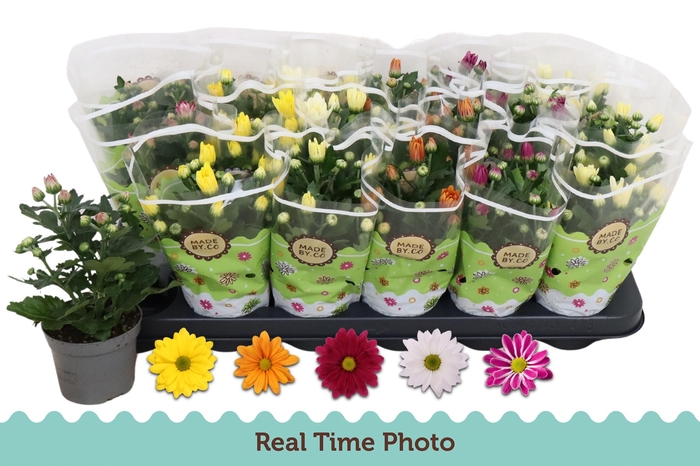 <h4>CHRYS GEM 5 KL</h4>