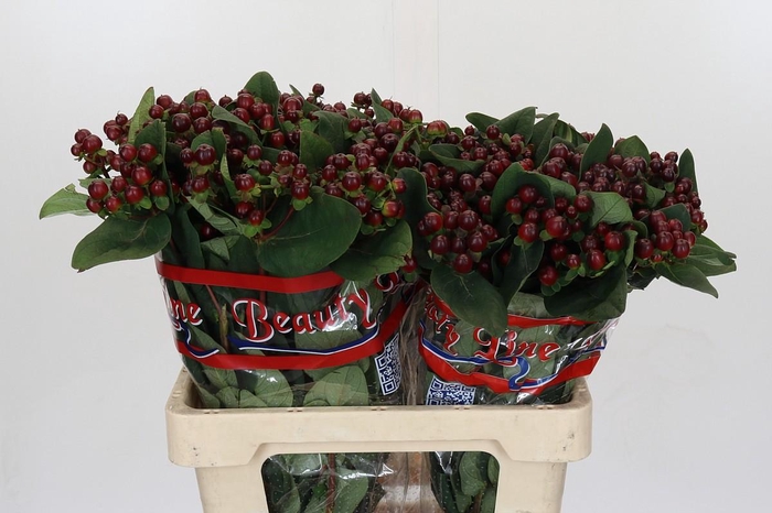 <h4>Hypericum x inodorum Globo Burgundy</h4>