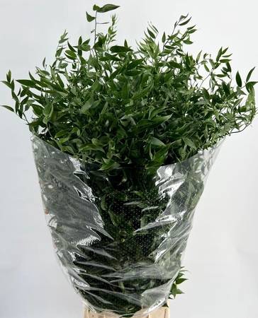 Ruscus Italia Long x5