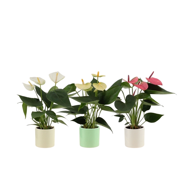 <h4>Anthurium 3 color mix in Helsinki ceramics</h4>