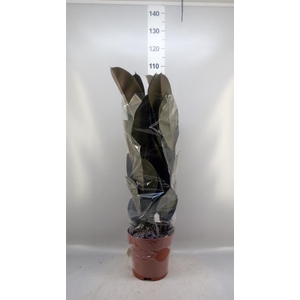 Ficus elastica 'Abidjan'