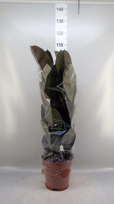<h4>Ficus elastica 'Abidjan'</h4>
