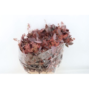 Euca Populus Berry 300gr Abs Red P Bunch