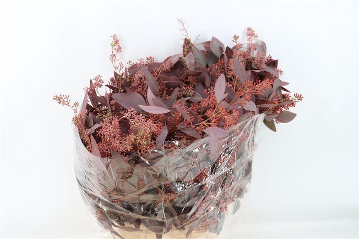 <h4>Euca Populus Berry 300gr Abs Red P Bunch</h4>