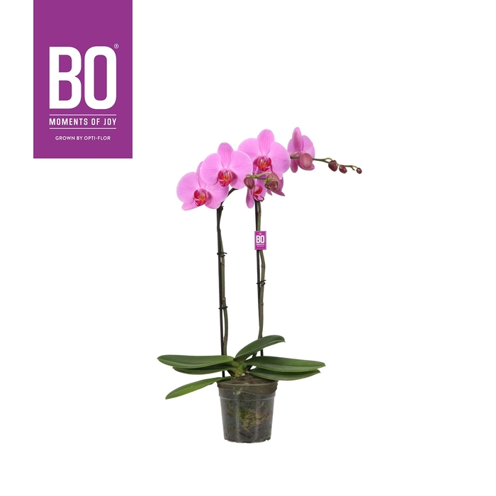 <h4>PHAL OPTI YOKO 2 SPIKE</h4>