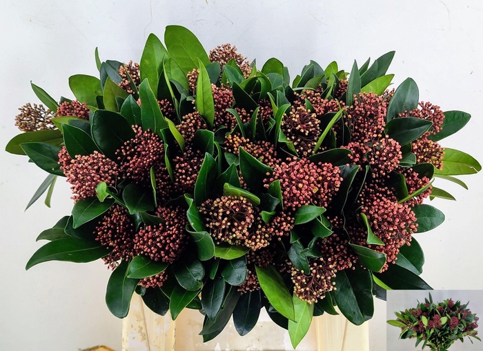 <h4>SKIM J RUBELLA BS</h4>