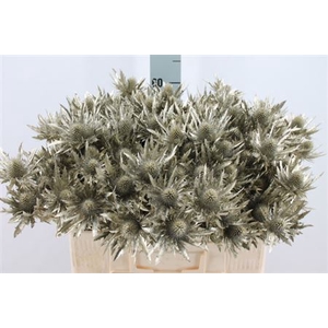 Eryngium Klb Platina X40