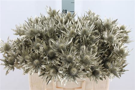 <h4>Eryngium Klb Platina X40</h4>