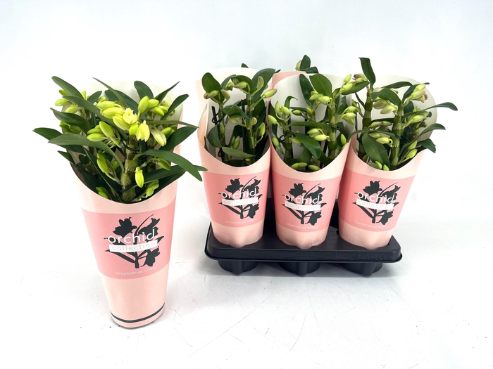 <h4>DENDR N GEM</h4>