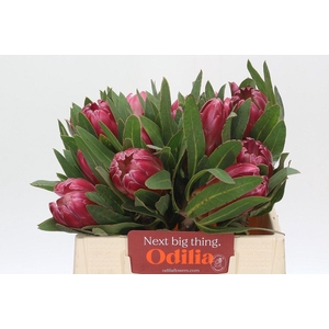 Protea Brenda