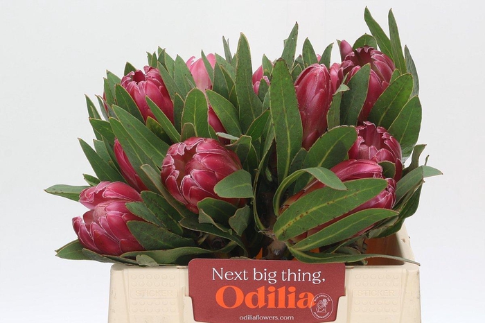 <h4>Protea Brenda</h4>