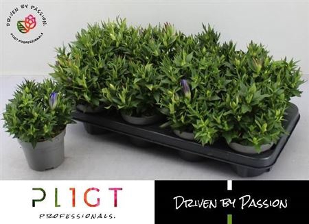 <h4>Gentiana scabra Rocky Diamond Blue Heart</h4>