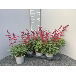 SALVIA GR MIRAG BURG