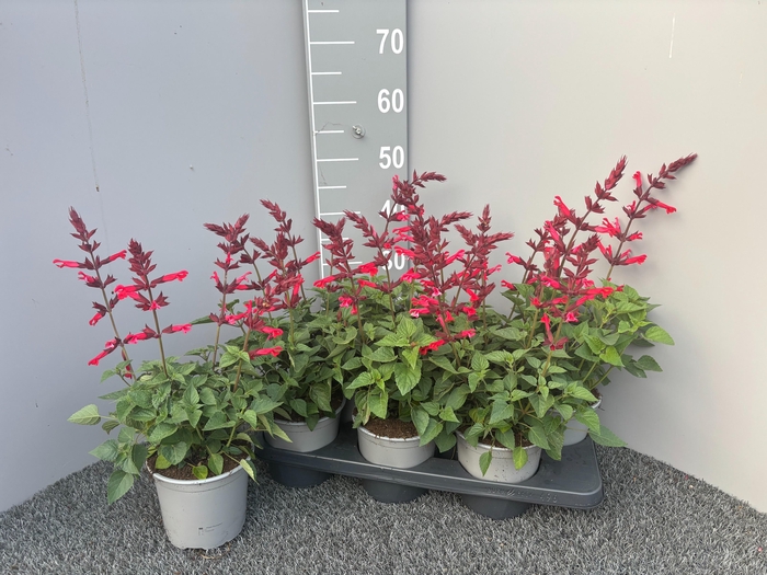<h4>SALVIA GR MIRAG BURG</h4>