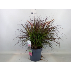 Pennisetum advena 'Tiny Tails'