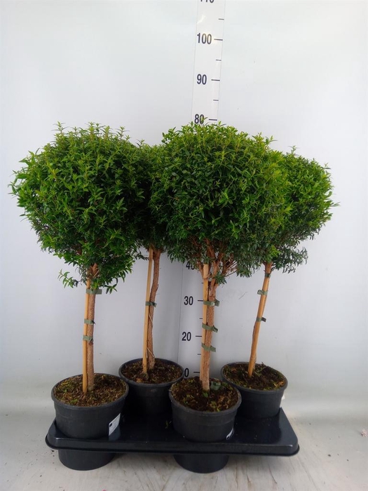 <h4>Myrtus communis</h4>