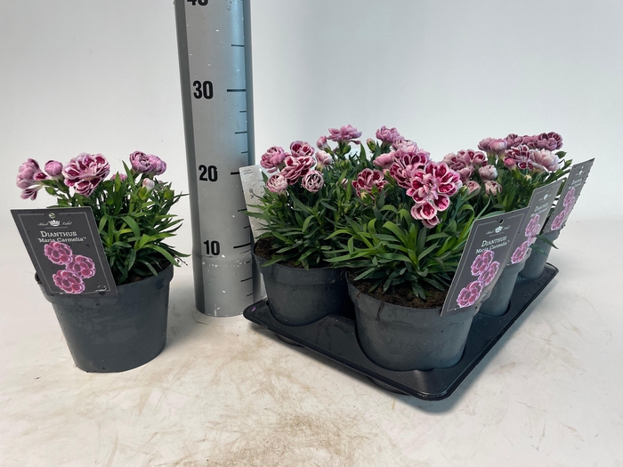 <h4>DIAN OVERIG</h4>