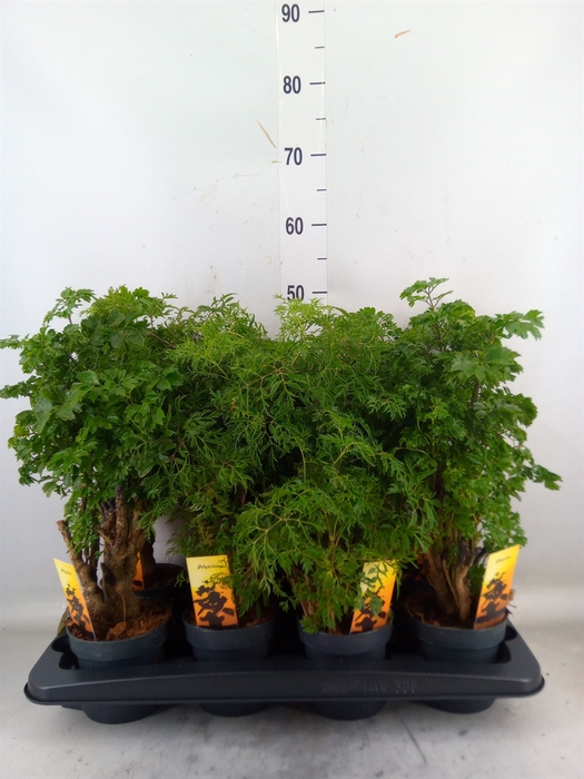 <h4>Polyscias   ...</h4>