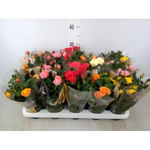 Rosa  'Kordana Grande'   ...mix