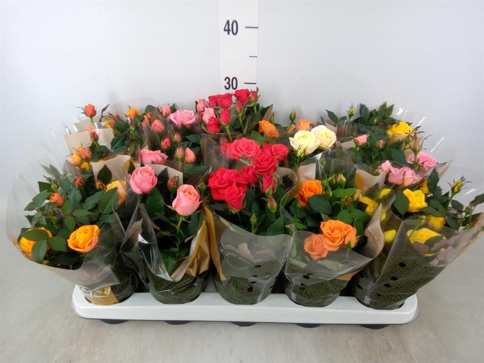 <h4>Rosa  'Kordana Grande'   ...mix</h4>