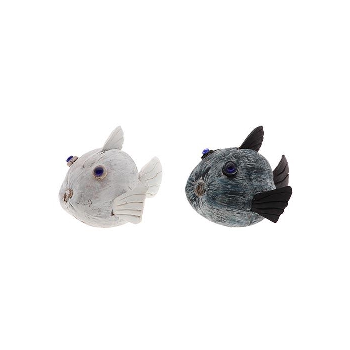 <h4>Fish Coconut 2Ass H24D36</h4>