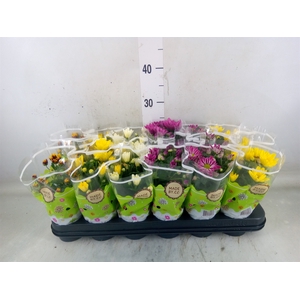Chrysanthemum   ..mix 5