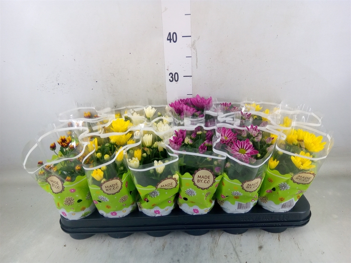 <h4>Chrysanthemum   ..mix 5</h4>