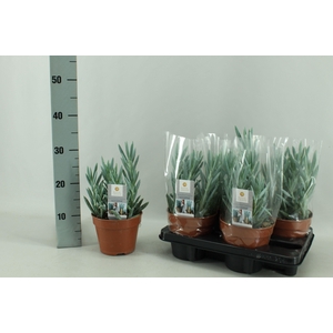 !! PROMO !! CURIO FIC MT EVEREST