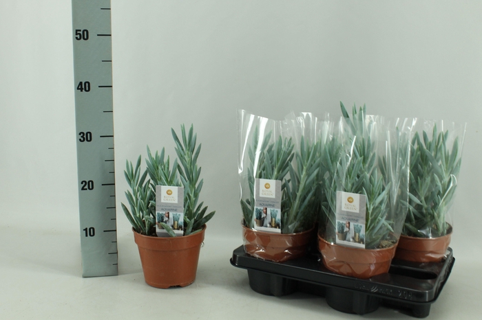 <h4>!! PROMO !! CURIO FIC MT EVEREST</h4>