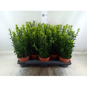 Euonymus japon. 'Green Spire'