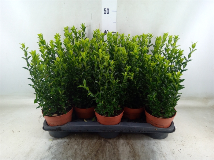 <h4>Euonymus japon. 'Green Spire'</h4>