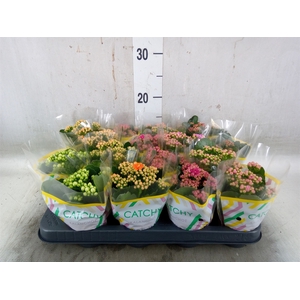 Kalanchoe blos. 'Calandiva Hawn'
