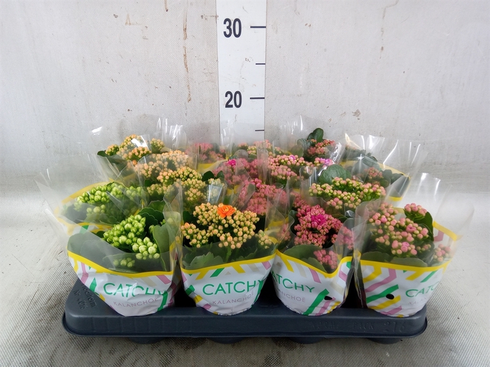 <h4>Kalanchoe blos. 'Calandiva Hawn'</h4>