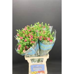 Ran Butterfly Lycia 70cm