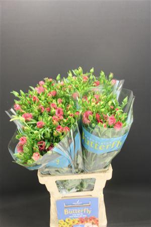 <h4>Ran Butterfly Lycia 70cm</h4>