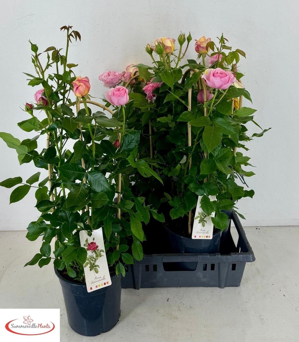 <h4>ROSA FL SELECT GEM</h4>