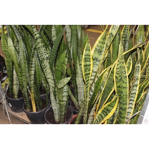 ESPADA SAO JORGE P24