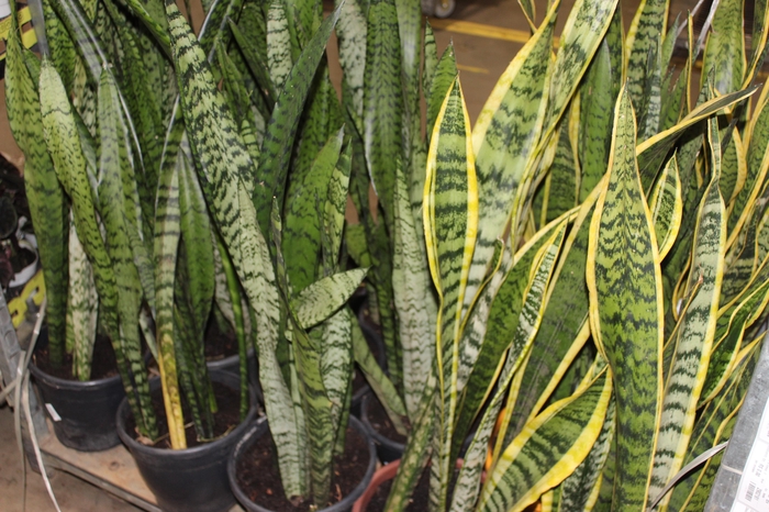 ESPADA SAO JORGE P24